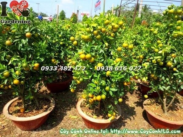 Chăm sóc cây tắc quất trồng chậu – tưới nước bón phân