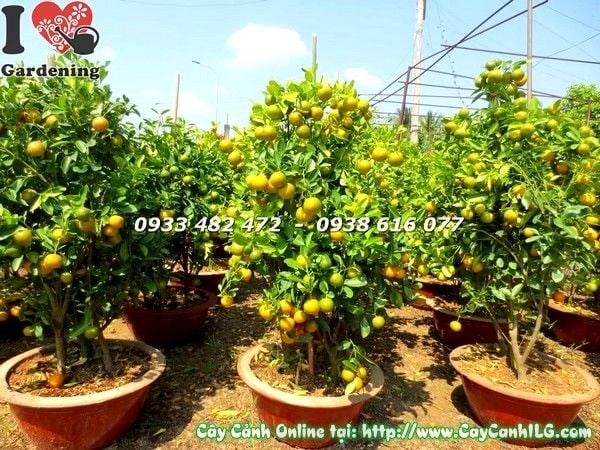 Cây tắc quất cảnh chụp 29/11 âm lịch – ILG