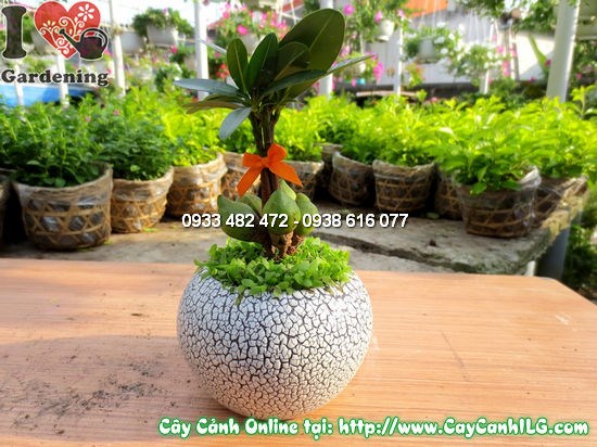 Cây tài lộc mini 10cm – đặt bàn làm việc, trang trí văn phòng