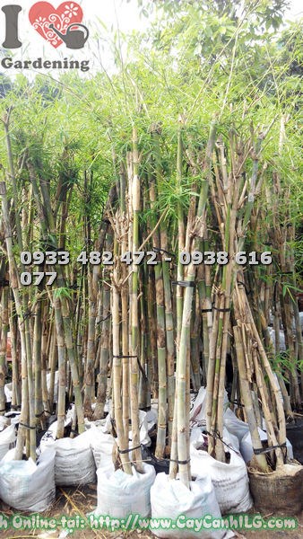 Cây tầm vông bụi xanh tươi mướt mắt, chăm sóc tốt
