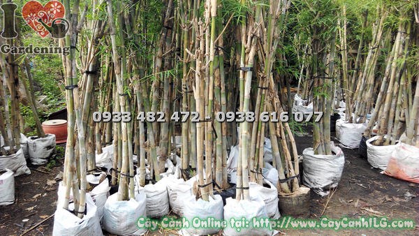 Cụm tầm vông bụi xanh tươi, không sâu bệnh, chăm sóc đúng kỹ thuật