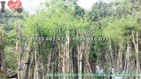 Tầm vông bụi phát triển đẹp đều, phù hợp làm cảnh quan công trình