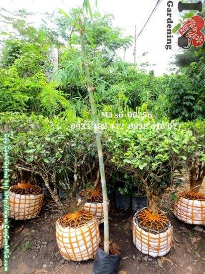 Cây tầm vông xanh mướt, tạo điểm nhấn cảnh quan đẹp