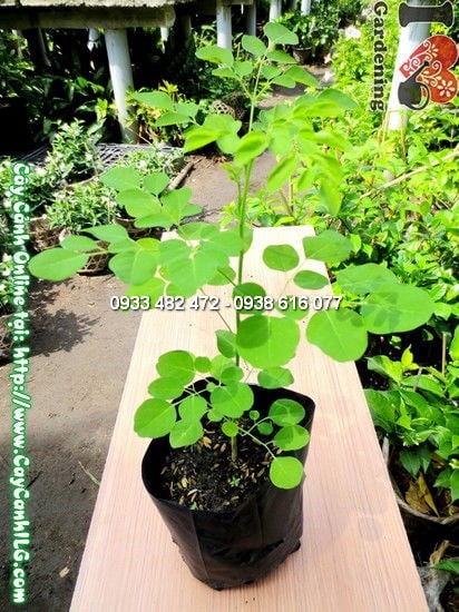 Cây Thần Diệu 35cm - giống cây dược liệu Moringa oleifera tại ILG
