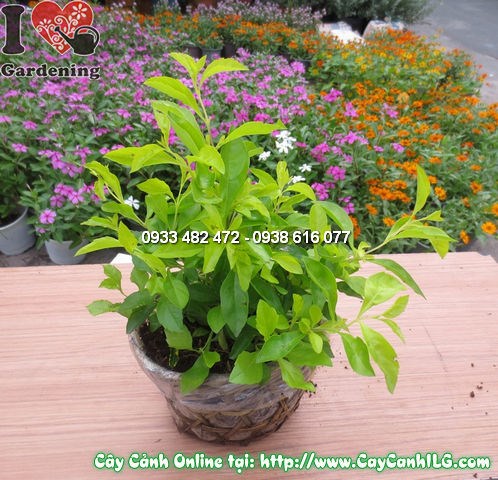Đặc điểm lá và hoa trắng tinh khôi của cây Thanh Quan