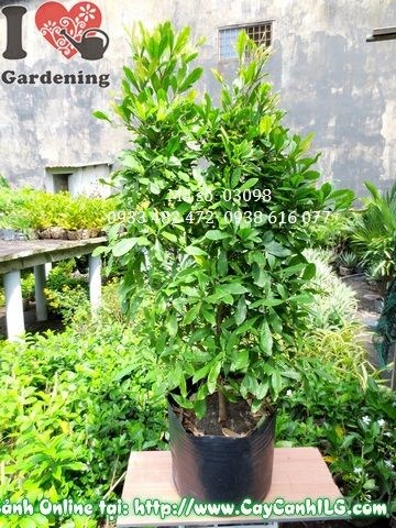 Cây thần kỳ cao 120cm tại ILG