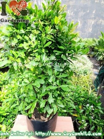 Cây thần kỳ khỏe mạnh xanh tốt