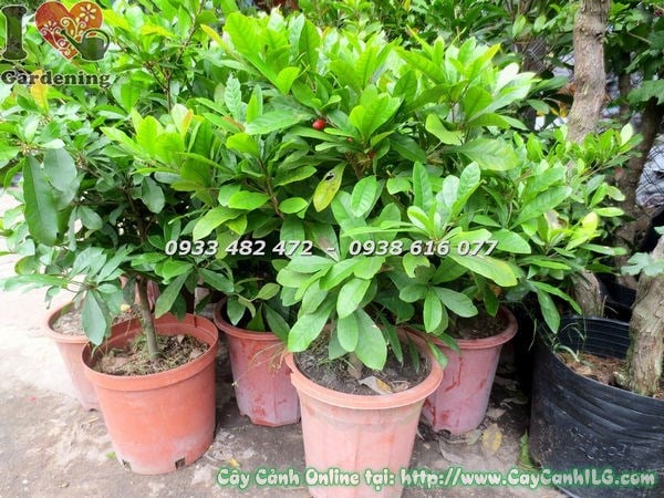 Cây thần kỳ cao 50cm trái đỏ chín mọng Ms 18359