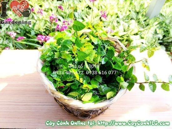 dây thằn lằn Ficus pumila bám tường xanh đẹp