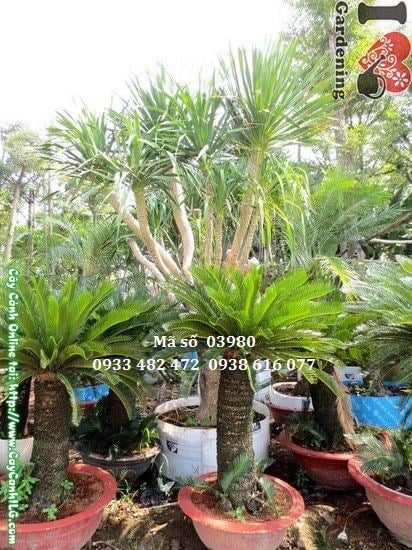 Tán lá xanh đậm đặc trưng của cây thiên tuế