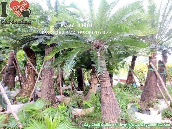 Chi tiết thân và lá cây thiên tuế cao 2,5m