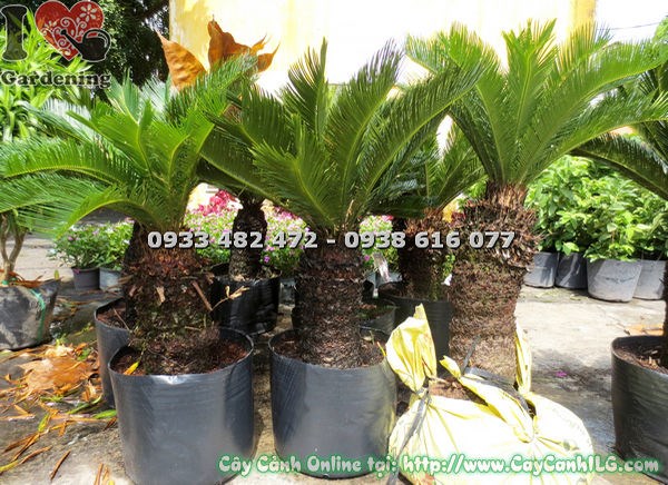 Cây thiên tuế lóng 3 tấc – dạng bonsai kiểng cổ