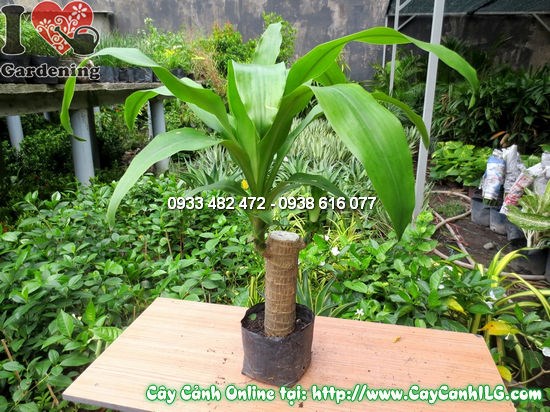 Cây thiết mộc lan cao 35cm – kích thước mini lý tưởng cho nội thất và văn phòng