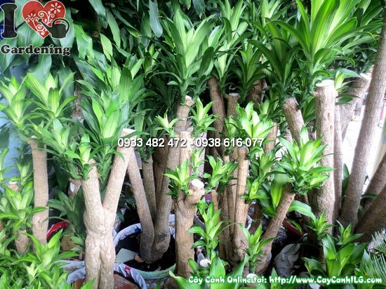 Cây Thiết Mộc Lan Gốc Lớn Cao 1,5m - Ms:12265