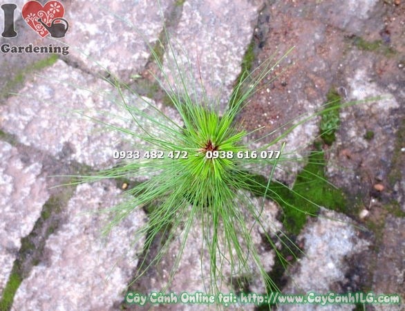 Cây thông ba lá cao 30cm trồng chậu trang trí