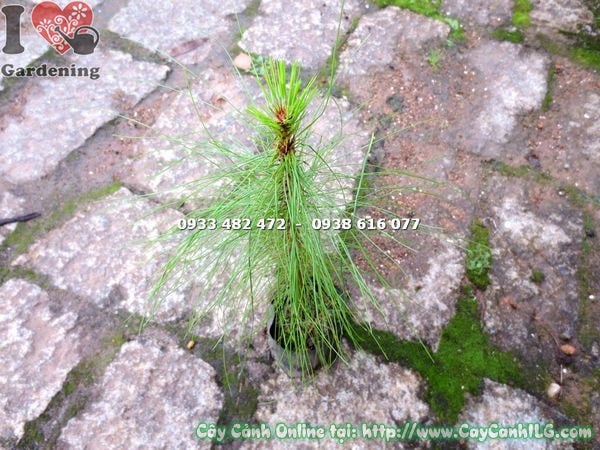 Cây thông ba lá 30cm trồng tiểu cảnh ngoại thất