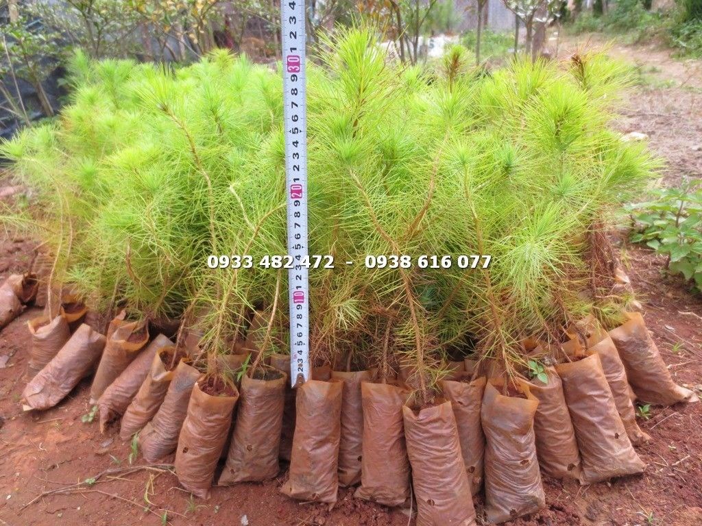 Chi tiết lá kim 3 chiếc đặc trưng của cây thông ba lá Pinus kesiya