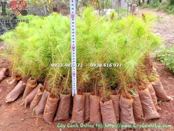 Cây thông ba lá giống nhỏ – dễ nhân giống từ hạt hoặc giâm cành