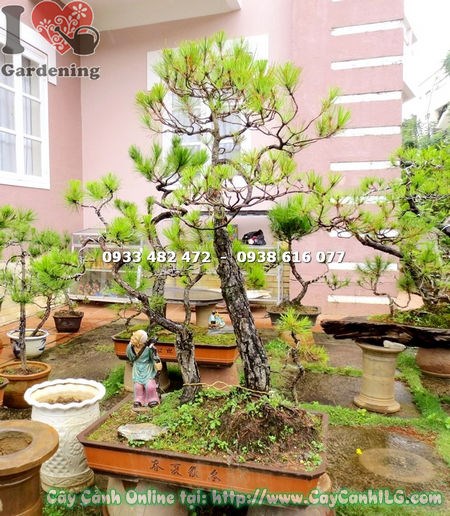 Cây thông bonsai cao 1.2m tán lá kim xanh đẹp