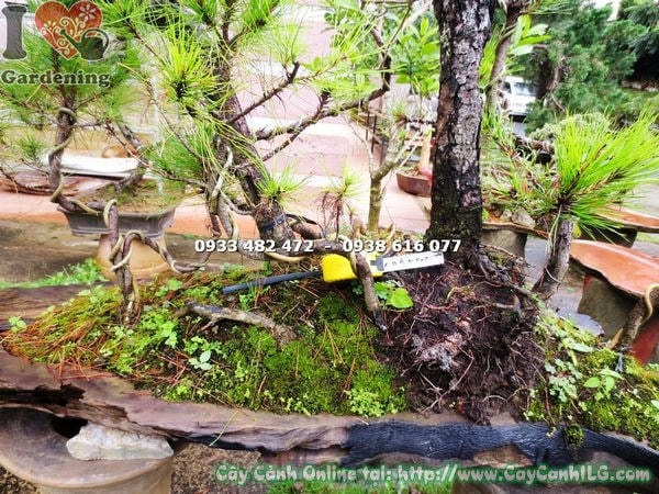 Cây thông bonsai 90cm toàn cảnh ILG cung cấp sỉ lẻ