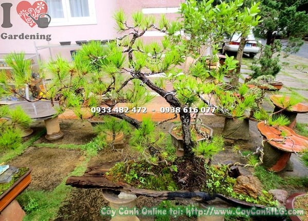 Cây thông bonsai 90cm sau cắt tỉa tạo dáng đẹp cân đối