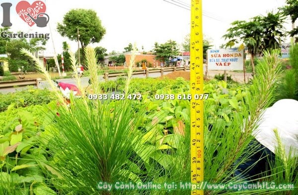 Cây Thông Caribe cao 1m1 tại vườn ILG