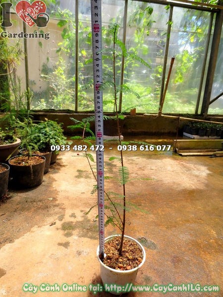 Thân và tán cây Thông Nước Giống 80cm