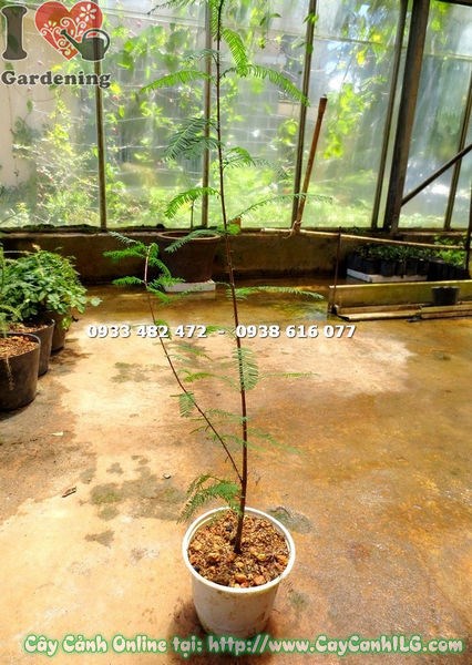 Cây Thông Nước Giống 80cm - Lý do chọn mua