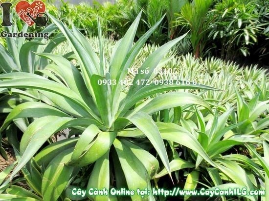 Cây thùa xanh cao 50cm - dáng cây đặc trưng lá xanh hình răng cưa