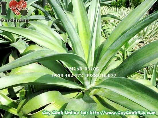 Cây thùa xanh 50cm - trồng tiểu cảnh, sân vườn, cảnh quan công trình