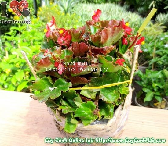 Cây thu hải đường 15cm - hoa nhiều màu sắc, thích hợp trồng chậu và bồn hoa