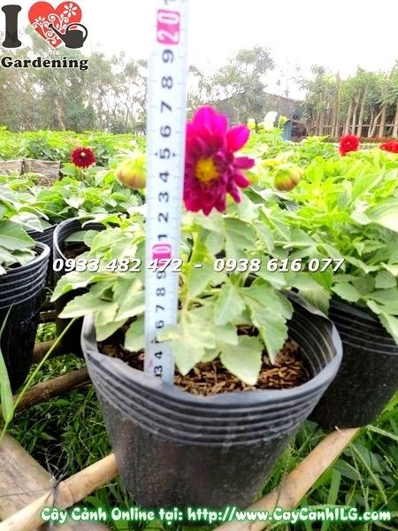 Cây thược dược lùn trồng cảnh quan sân vườn quán cà phê