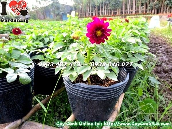 Cây thược dược lùn cao 15-25cm – sắc hoa rực rỡ tại ILG