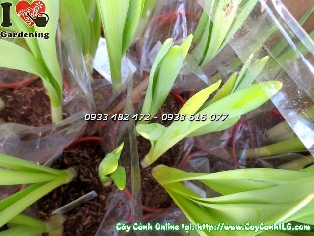 Chi tiết hoa thủy tiên vàng cánh to rộng đẹp mắt