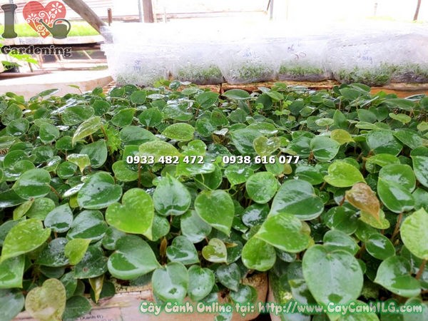 Cây Tiểu Hồng Môn giống khỏe mạnh tại vườn ILG