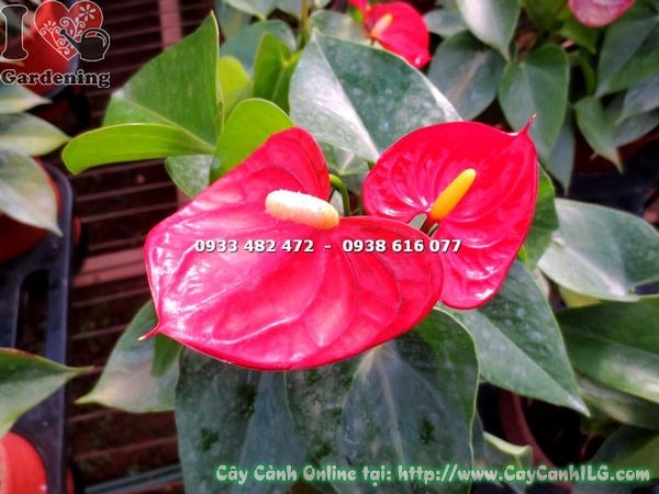 Cây tiểu hồng môn đỏ 30cm – lá xanh tươi, hoa đỏ nổi bật