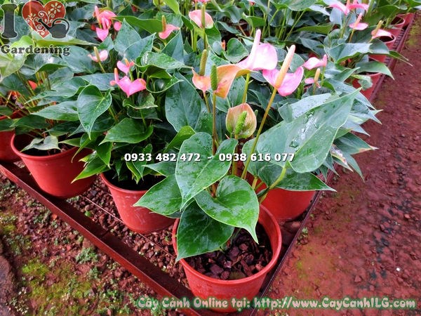 Cây tiểu hồng môn hồng 30cm đặt trang trí nội thất văn phòng
