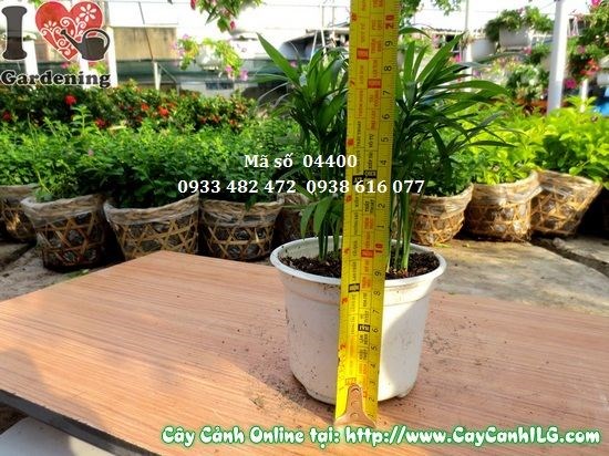 Hình ảnh cây tiểu trâm Ms 04400 – cây văn phòng phong thủy