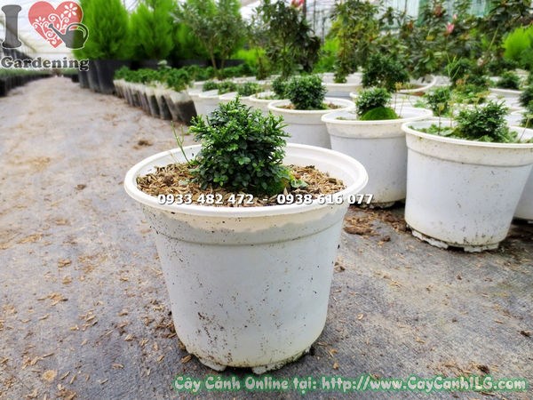 Cây toàn cầu giống phát triển khỏe mạnh
