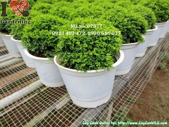 Cây toàn cầu giống trẻ tươi tốt