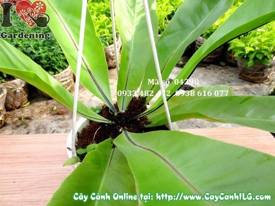 Cây Tổ Điểu trong chậu, lá mở rộng đẹp, màu xanh tươi mát