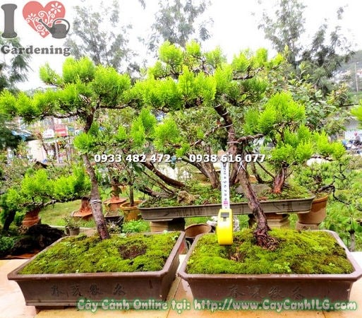 Cây trắc bách diệp bonsai cao 40cm nghệ thuật