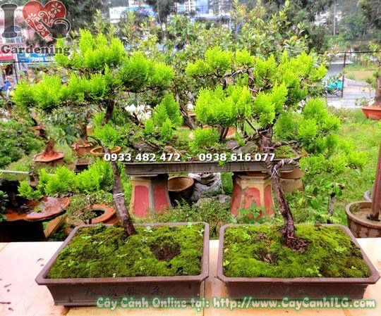 Cây trắc bách diệp bonsai ms 13500 tại vườn ILG