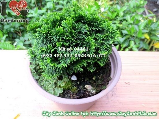 Cây trắc xoắn cao 10cm – cây giống nhỏ gọn, dễ trồng mảng xanh
