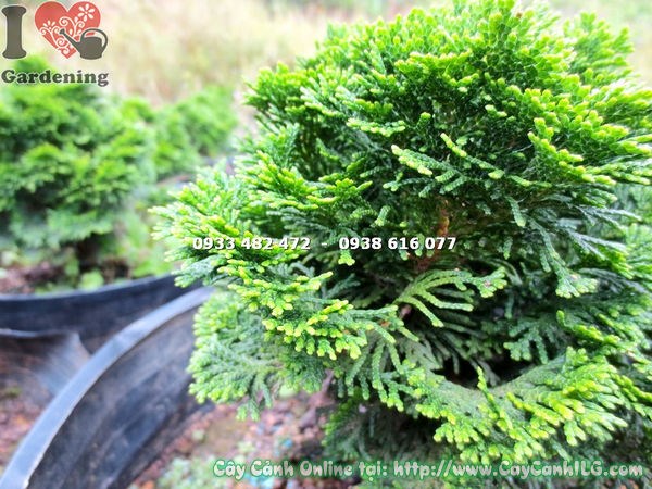 cây trắc xoắn bonsai cao 18cm Ms 15125 ILG