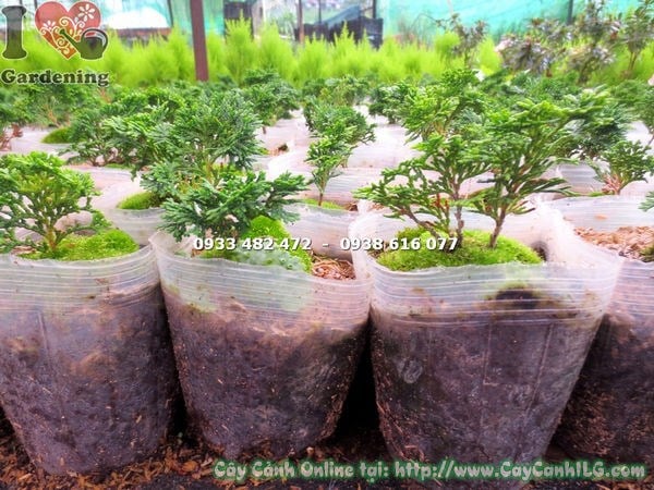 cây trắc xoắn giống ms 13522 cây con 10-15cm