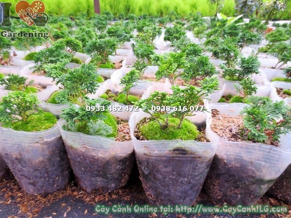 cây trắc xoắn giống dễ uốn tỉa tạo dáng bonsai