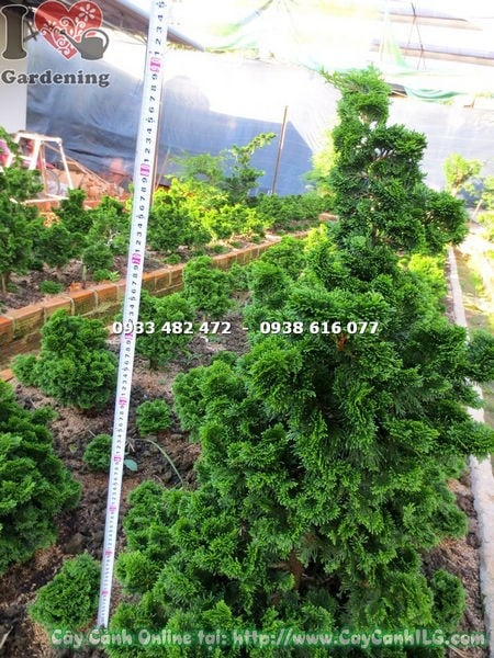 Chi tiết gốc xoắn và vỏ cây trắc xoắn gốc lớn hiếm