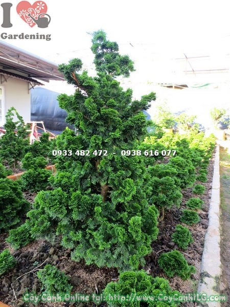 Cây trắc xoắn – chi tiết lá xanh bóng và thân cây xoắn đặc trưng