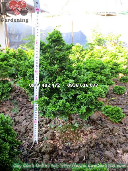 cây trắc xoắn lớn hiếm 40cm - dáng bonsai đẹp